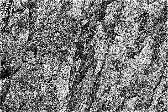 Tree Bark