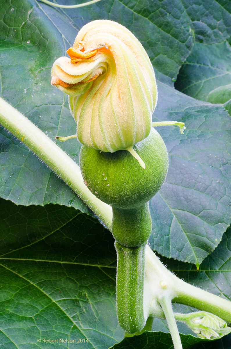 Zucchini 2