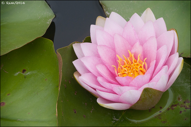 Pink Waterlily