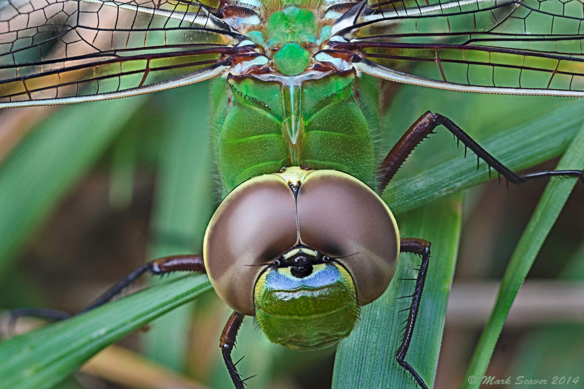 Darner Eyes