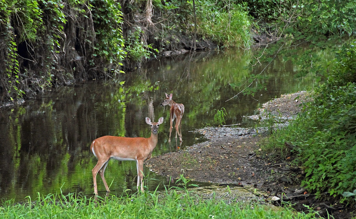 Evening whitetails