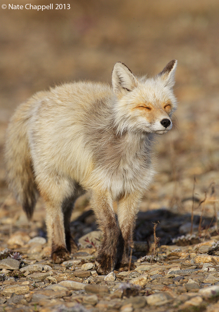 Red Fox - Nome