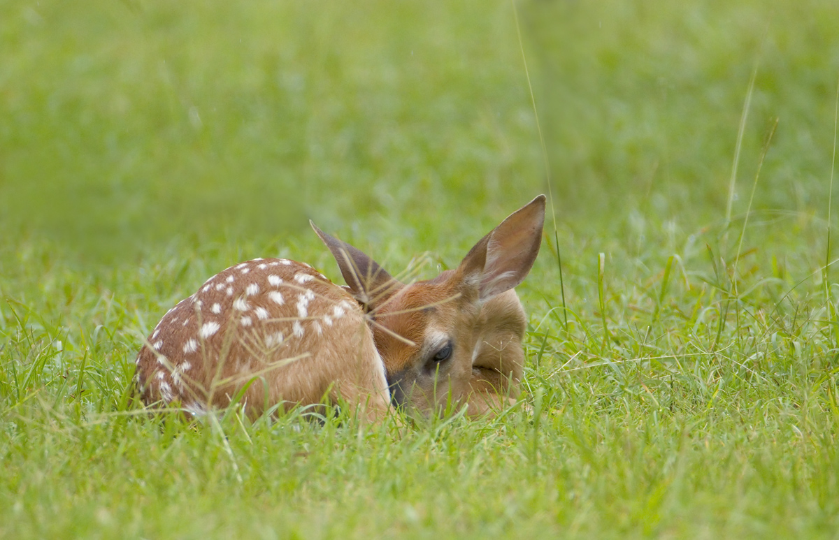 Whitetail Fawn II