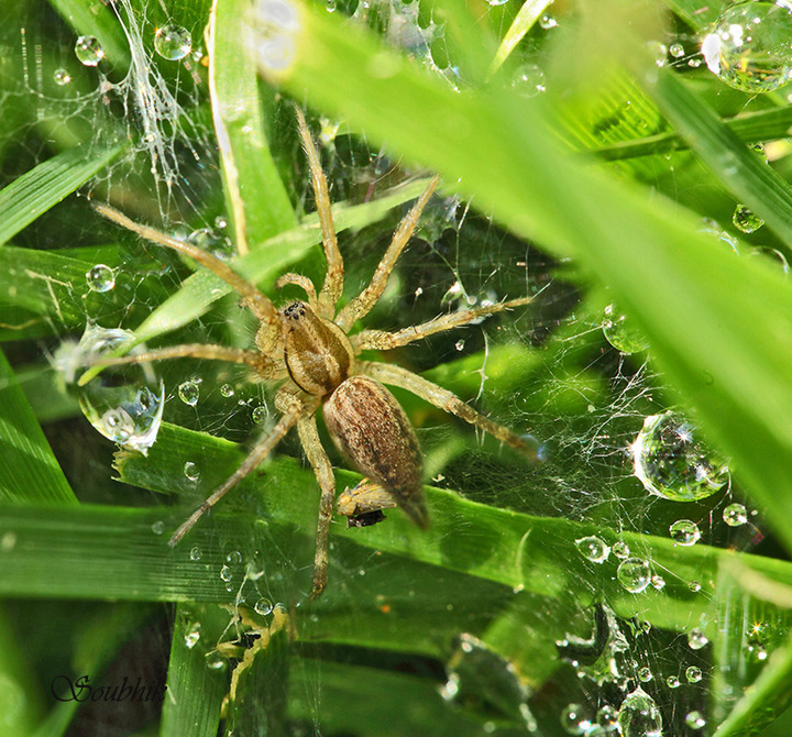 Spider web