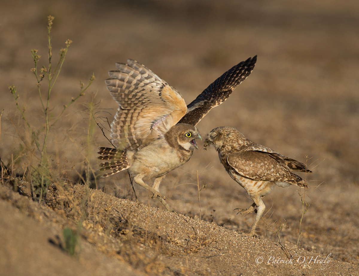 Burrowing Owls