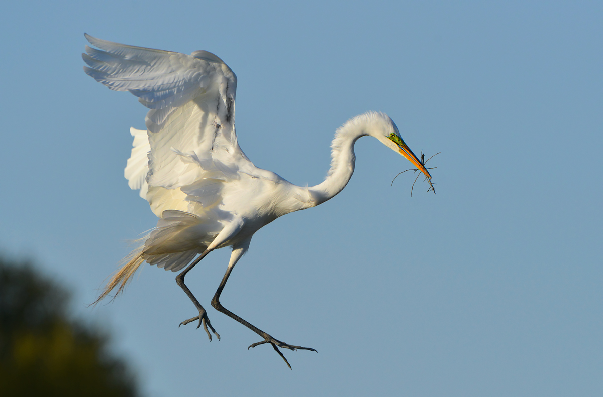 Great Egret 