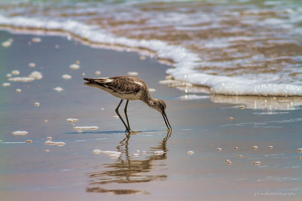 Shorebird at Dawn
