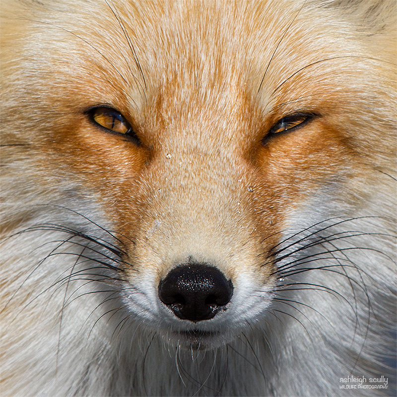 NPWC#647: Vixen's Stare