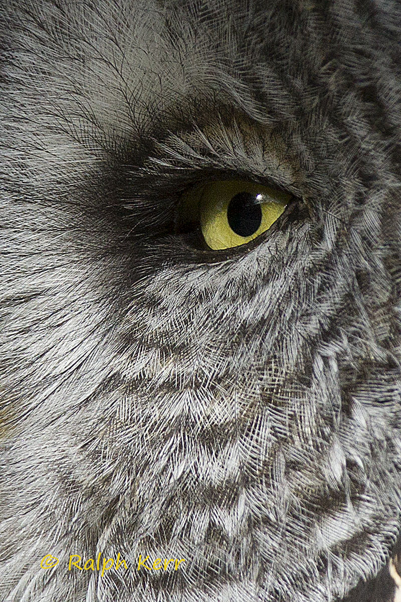 Great Gray Owl Eye