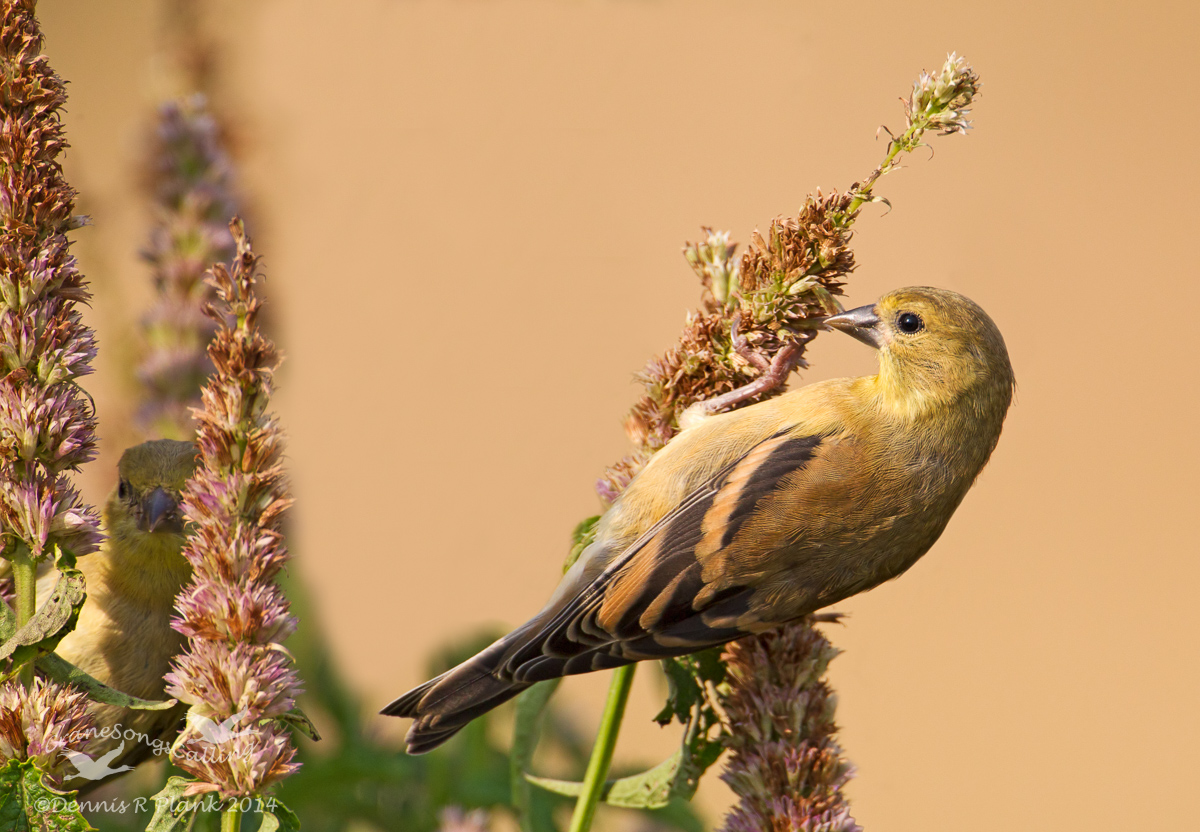 Yes, Another Goldfinch