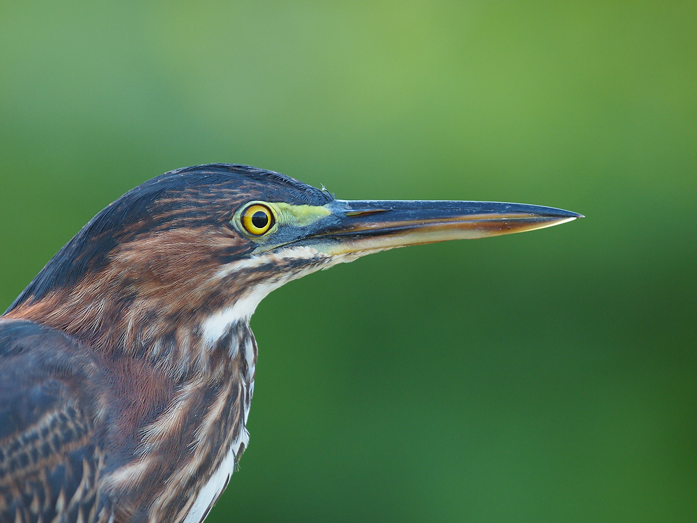 Green Heron WC