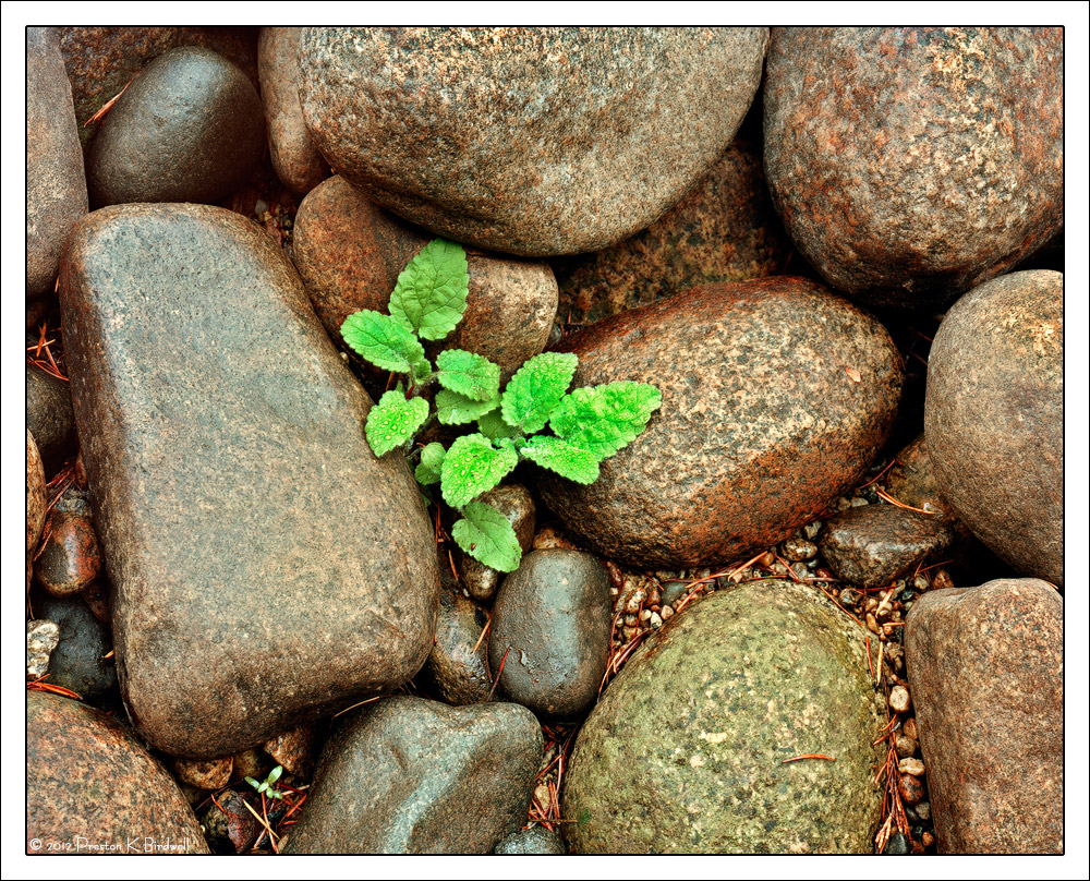 Amongst the Stones + rp