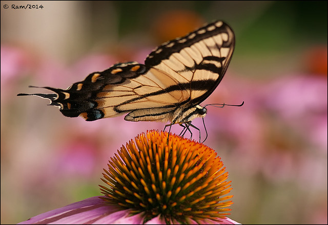 Tiger Swallowtail