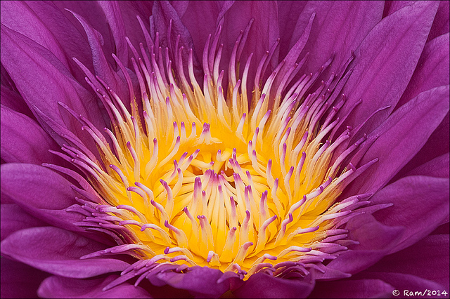 Waterlily
