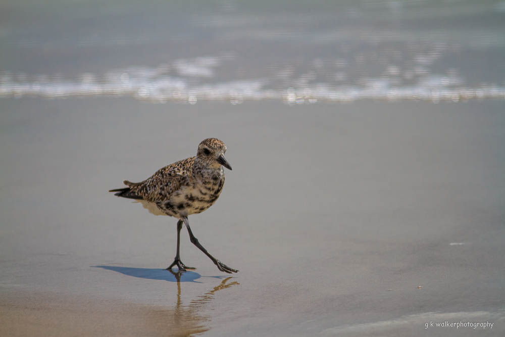 Plover Stroll