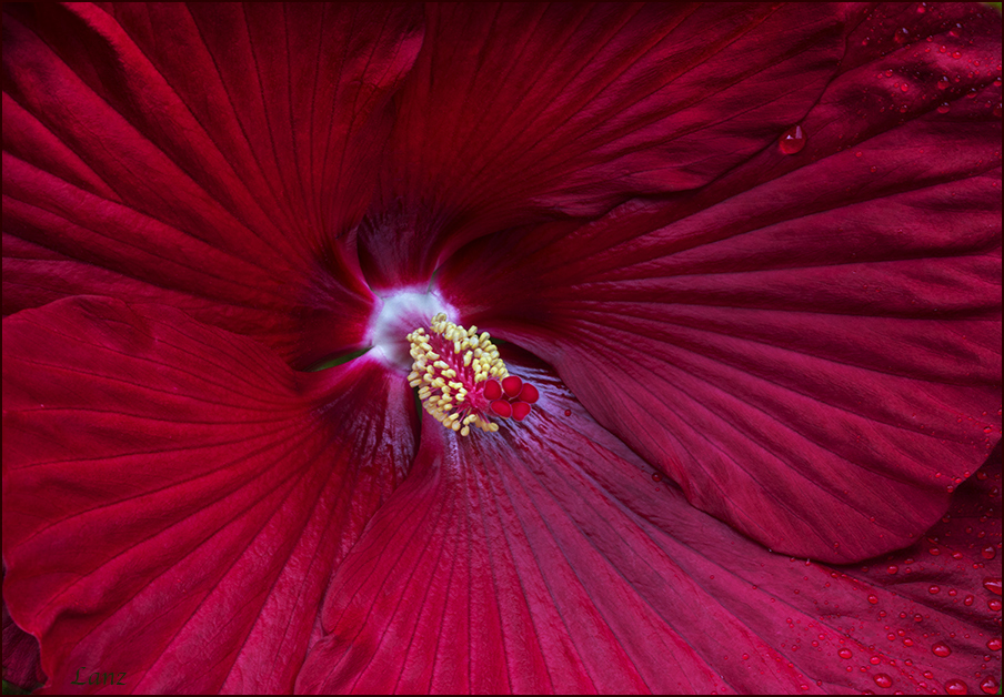 Hibiscus 
