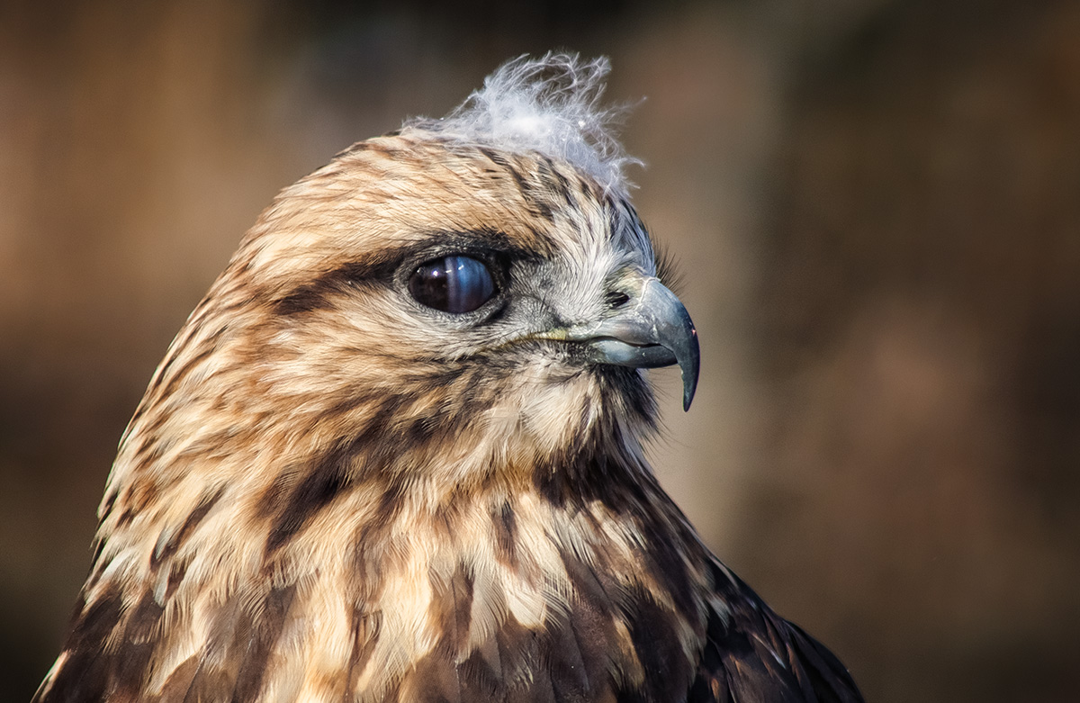 Hawks Third Eye... Lid