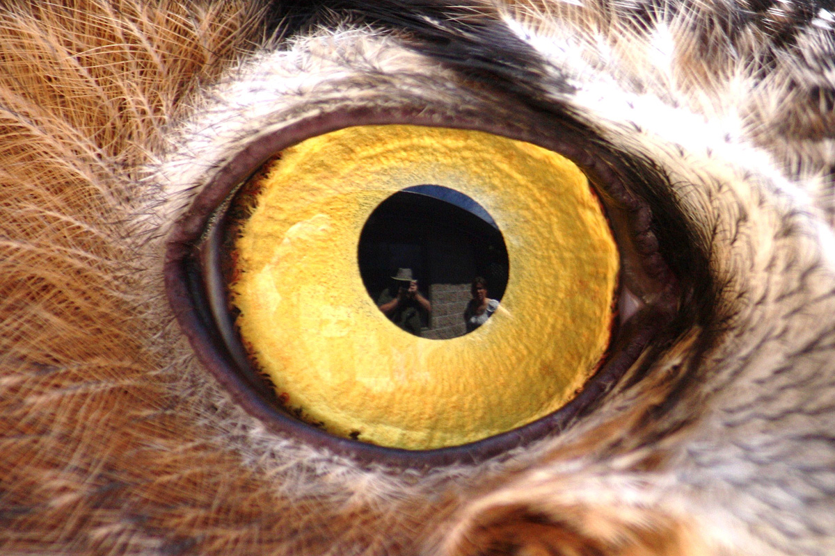 Great horned owl
