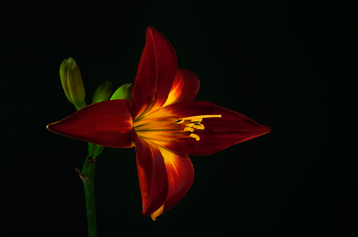 Studio daylily