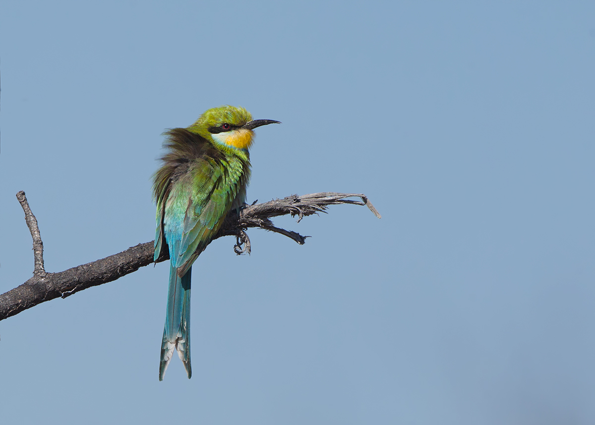 Swallow Tailed Beeeater