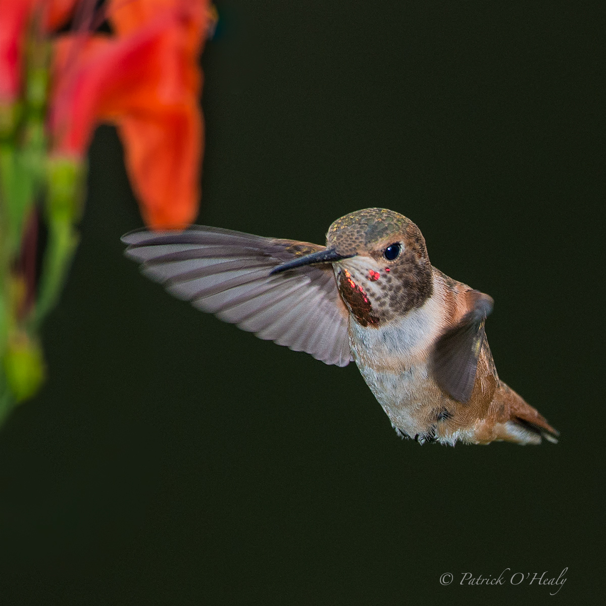 Rufous Hummingbird