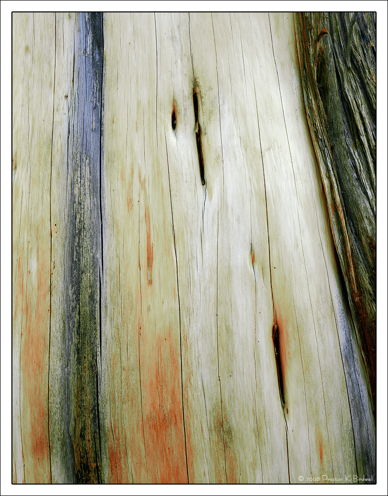 Weathered Juniper + RP
