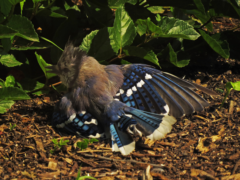 Anting or Dust Bath