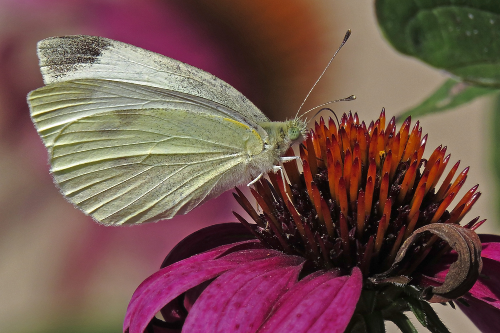 Butterlfy and cone flowe