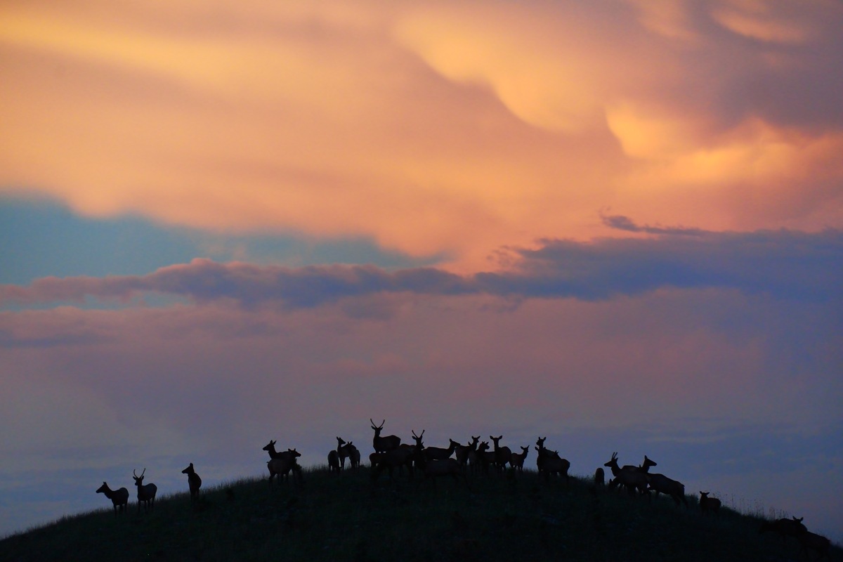 Hilltop Elk