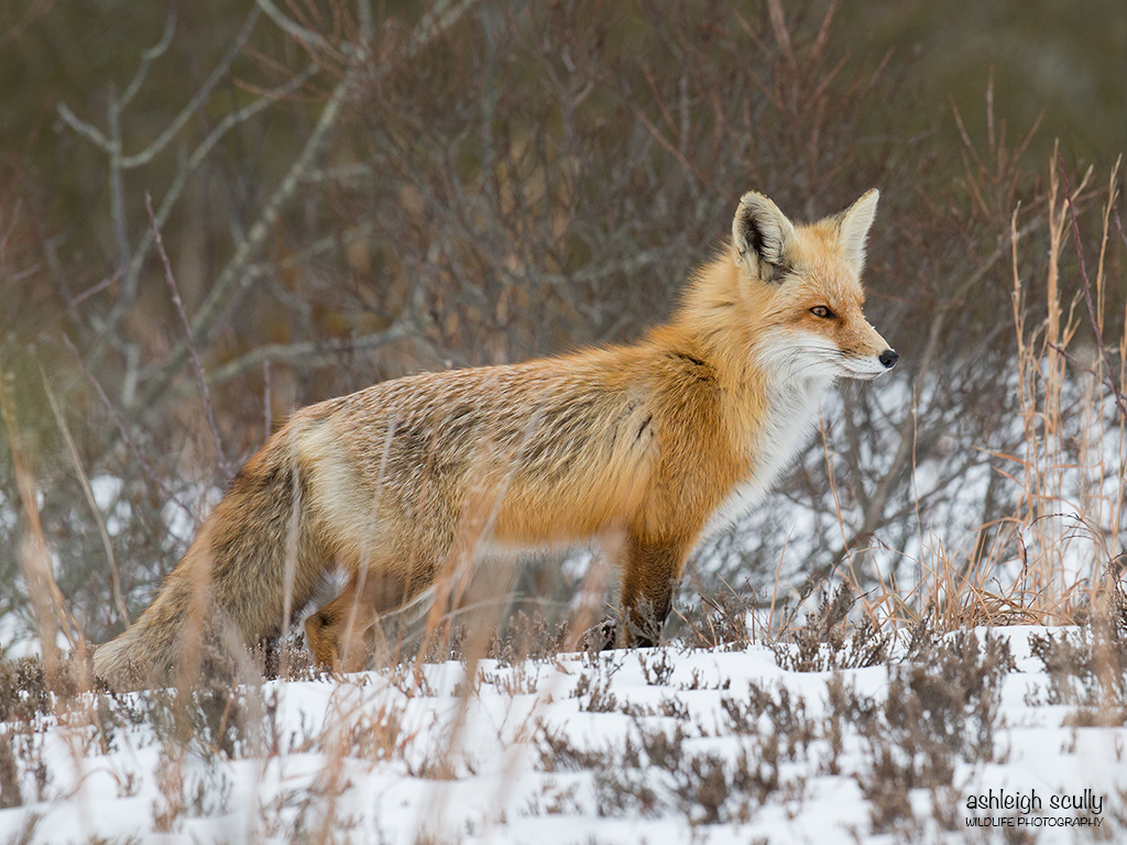 Wintry Vixen