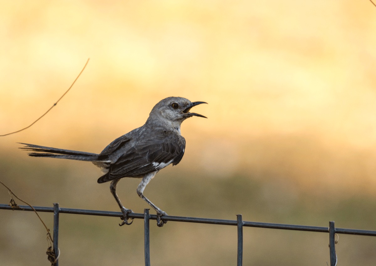 Mockingbird