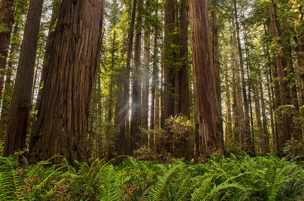 Nature's Cathedral