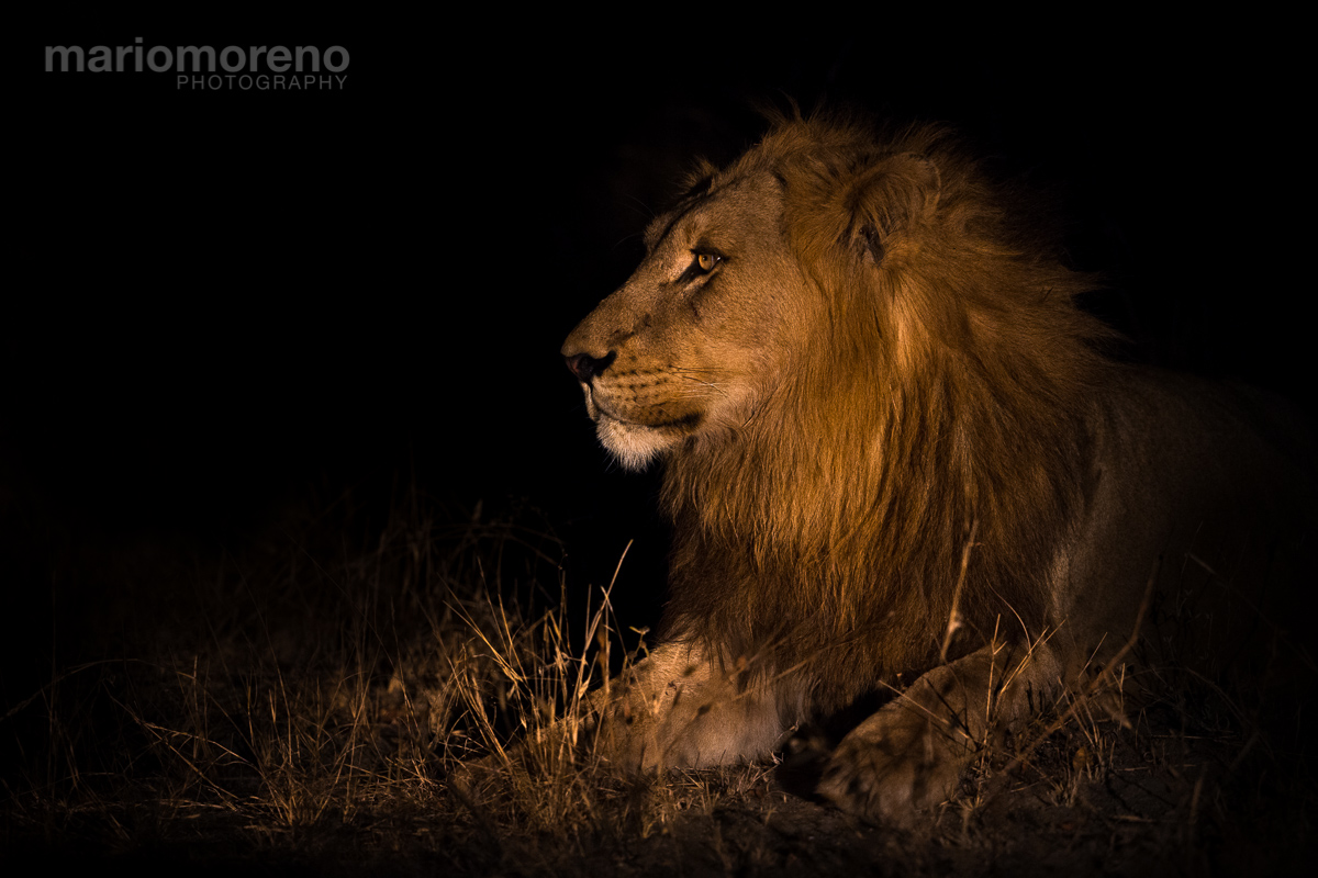 King of The Night