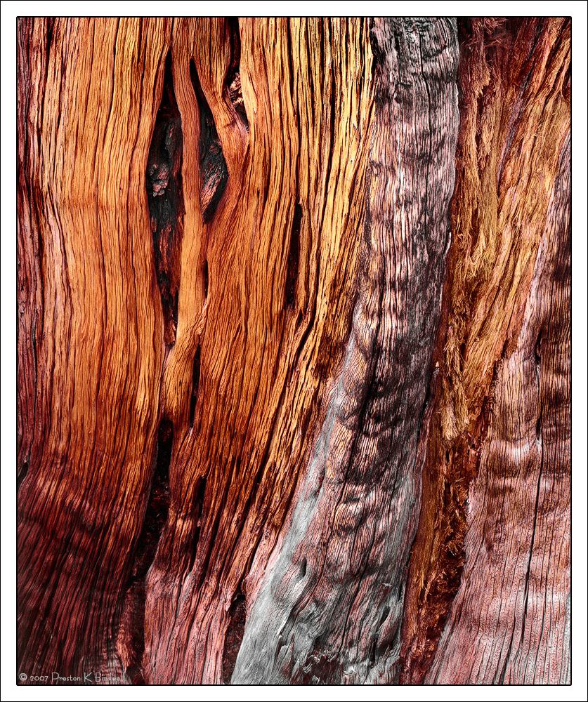 Sonora Pass Juniper #2 + rp
