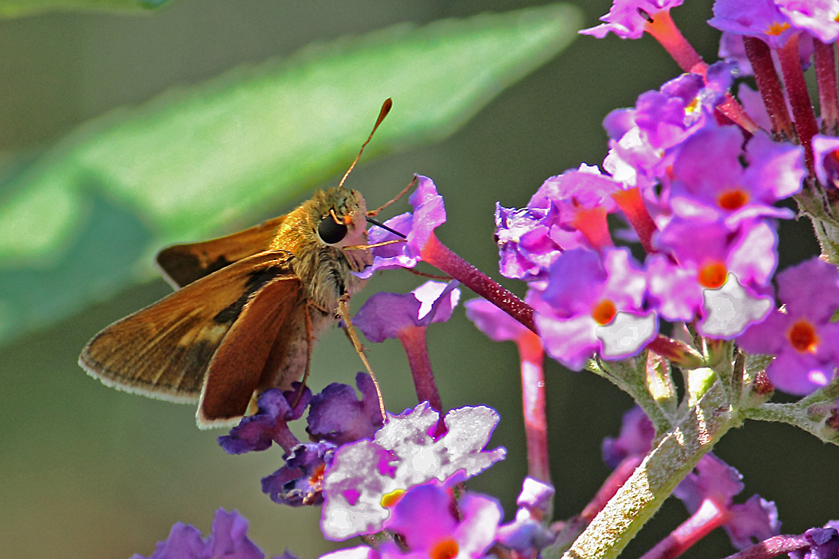 Butterfly feeding + repost