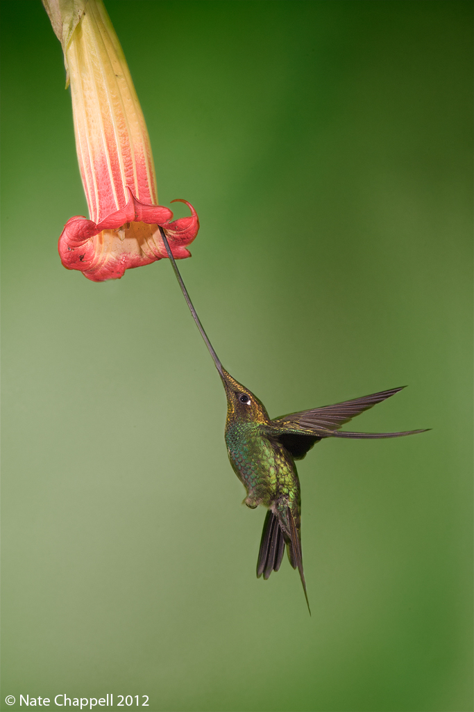 Sword-billed Hummingbird