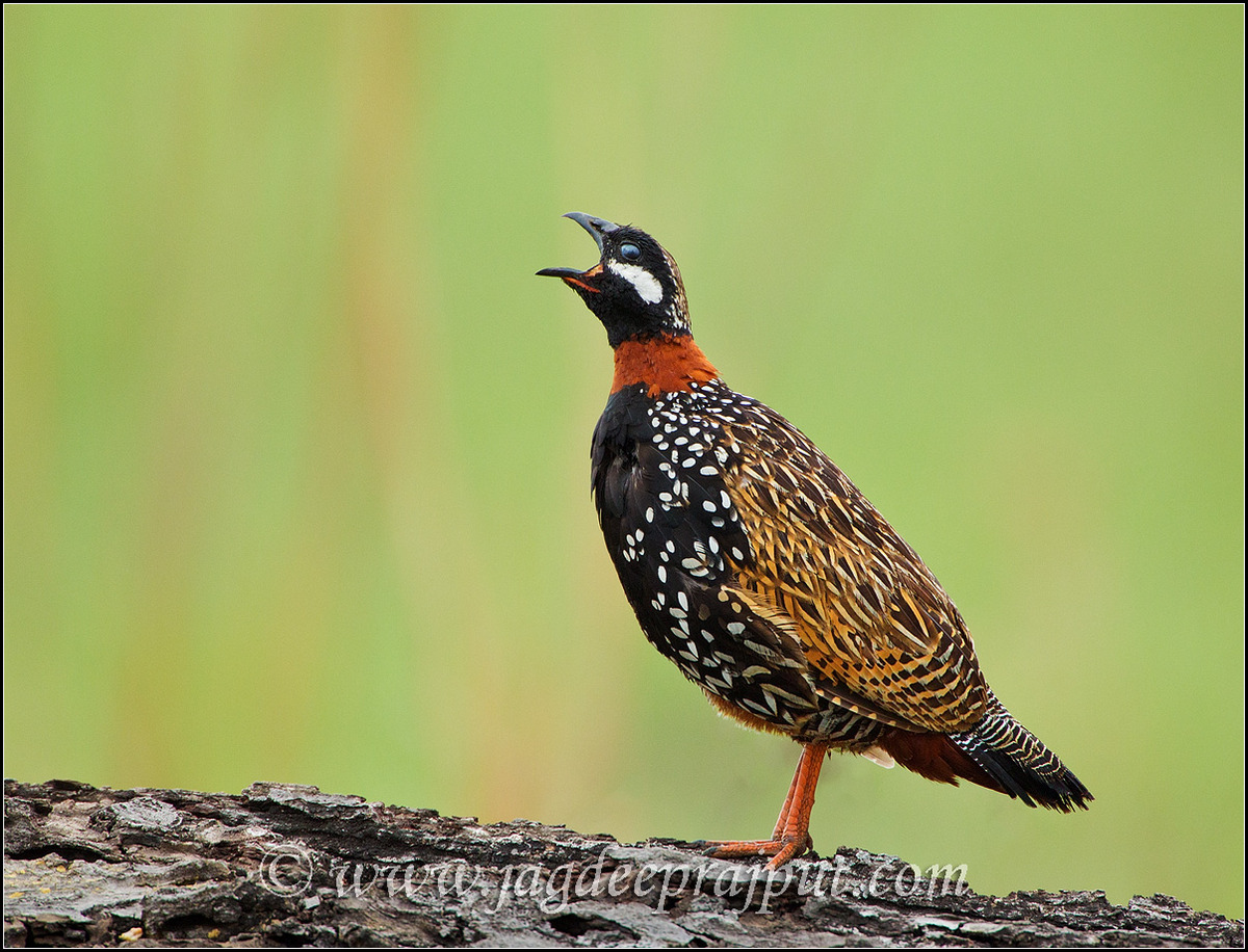 Black Partridge