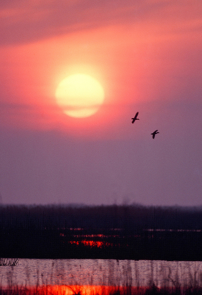 wetlands
