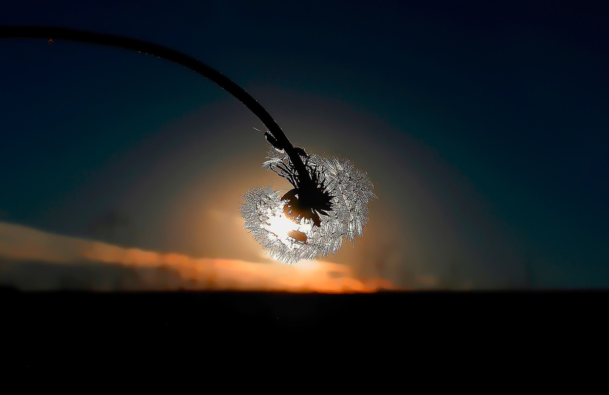 Critters at Sundown