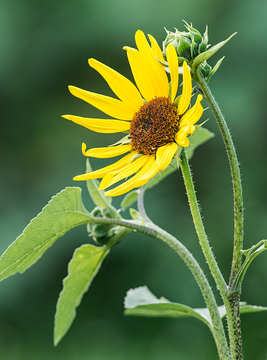 Annual Sunflower