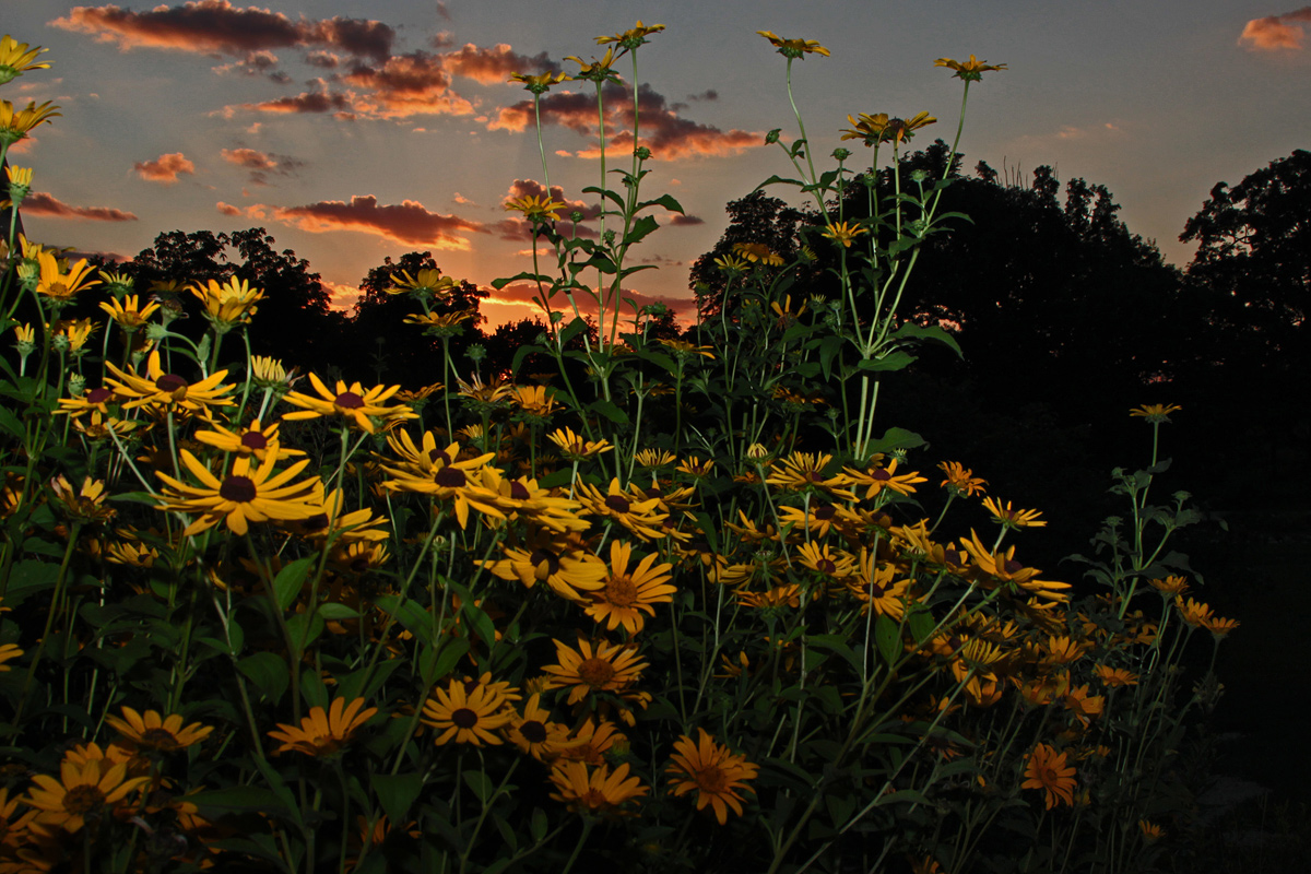 Cone flowers at sundown