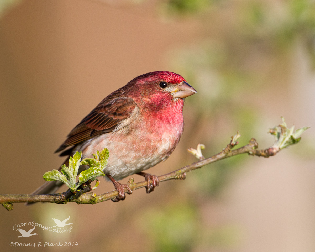 Purple Finch