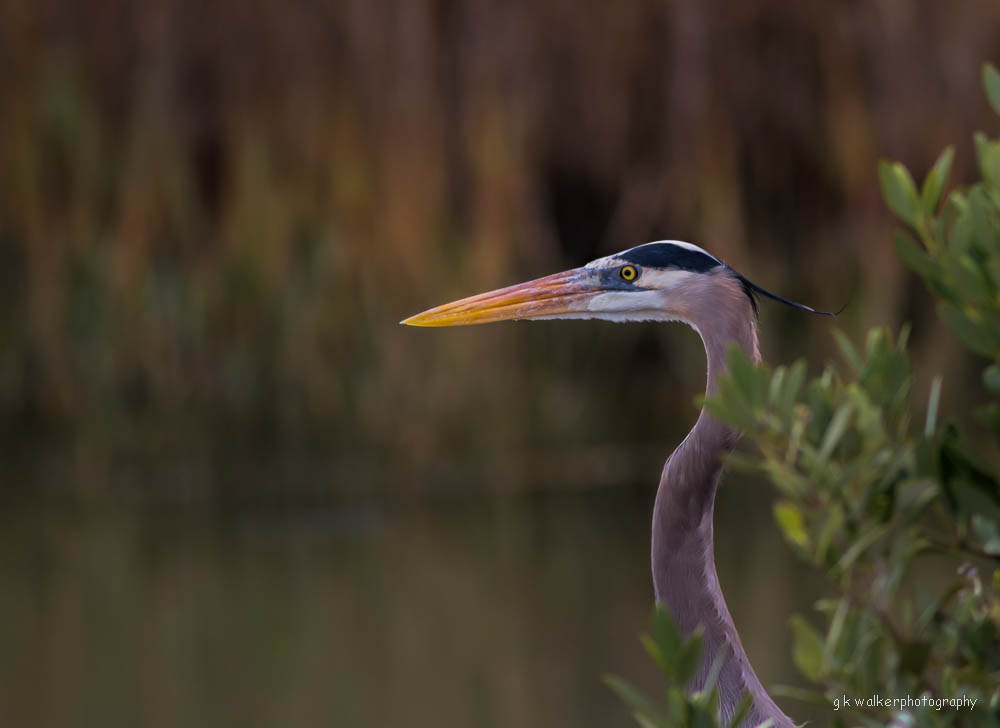 Great Blue Heron