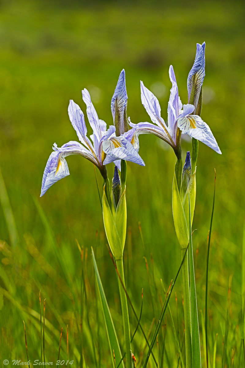 Blue Flag Iris