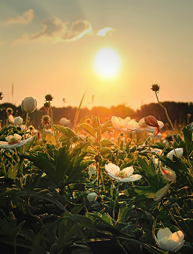 Sunlit Pasture