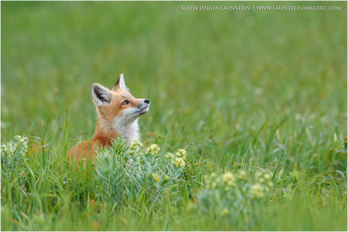 Hunting the Bee