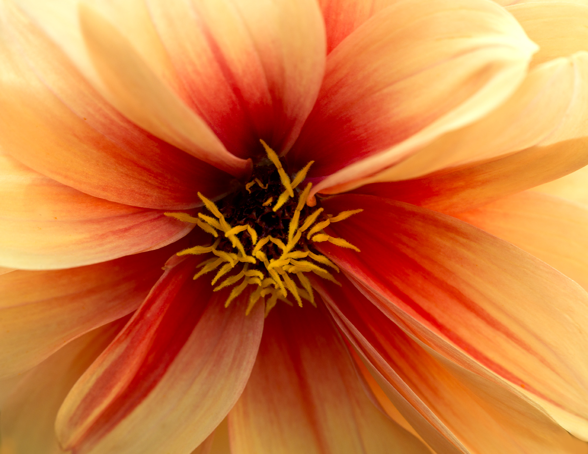 Dahlia  closeup
