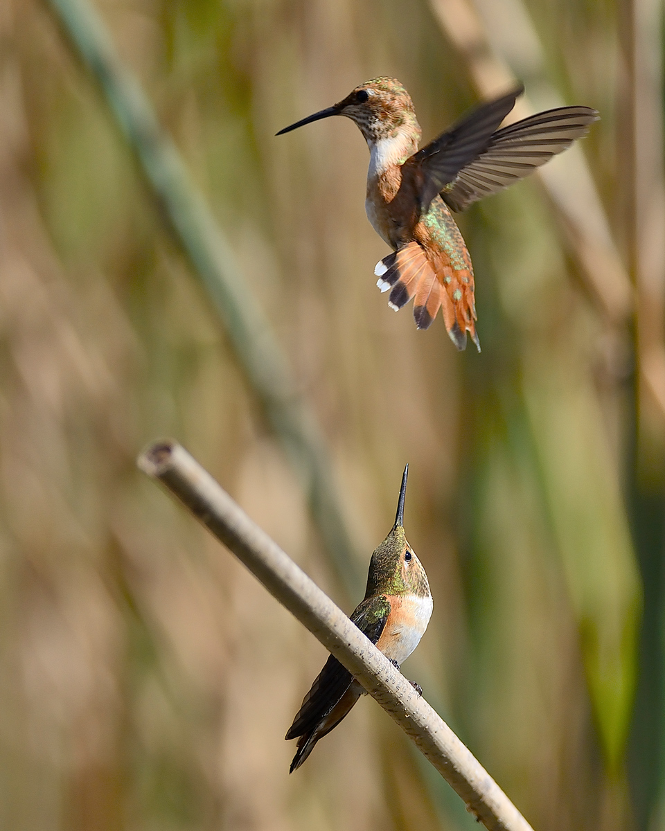 Hummers
