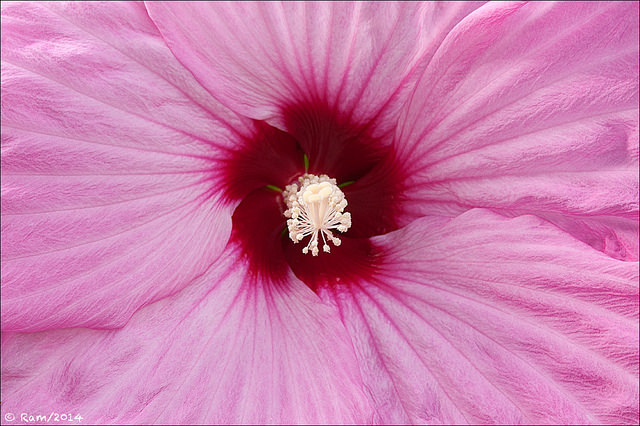 Hibiscus