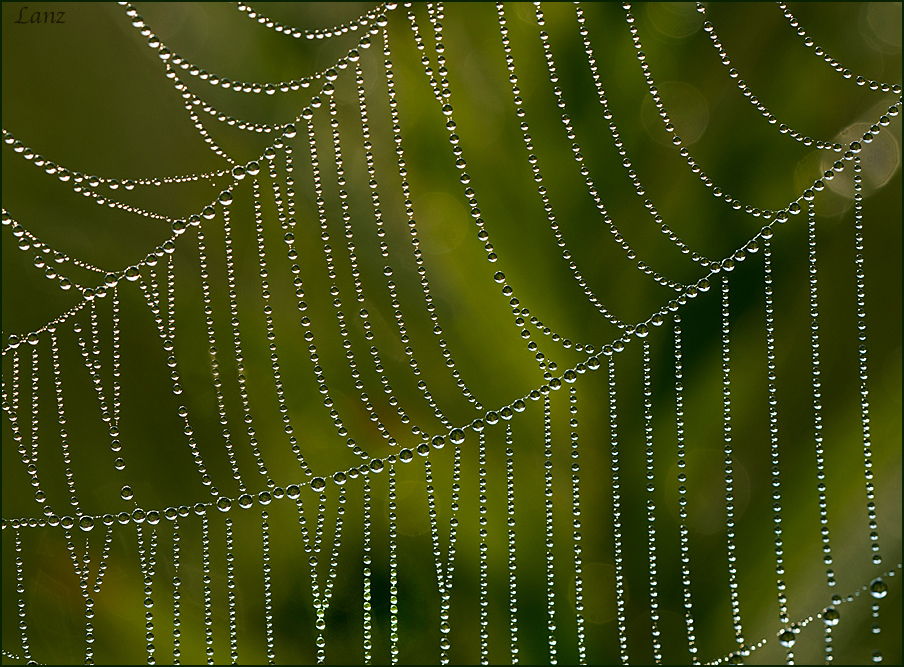 The Veil 